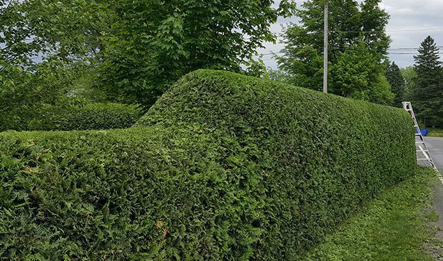 Hedges trimming