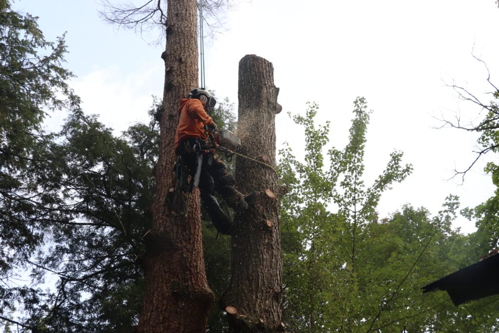 abattage d'arbres Saint-Catherine-de-Hatley